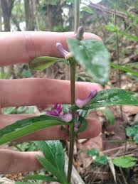 Image result for Cyphia erecta