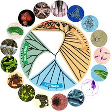 Prokaryotes Bacteria Archaea Organismal Biology