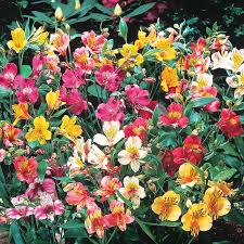 All about cactus care, cactus houseplants, cactus flowers, cactus plants, cactus room decor, cactus indoor, cactus varieties echinopsis subdenudata, also known as the easter lily cactus, is a round cactus how to repot a cactus | my garden life. Peruvian Lily Mixture Breck S