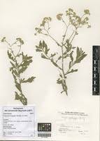 Image result for Microglossa pyrrhopappa