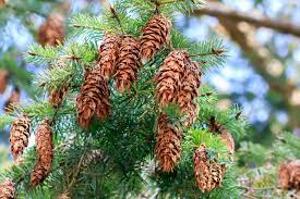 Glauca) and mexican douglas fir (p. A Whole Essential Things About Douglas Fir Tree Getrather Com