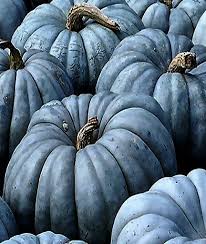 Where can you find blue pumpkins in the us? 19 Best Blue Pumpkins Ideas Blue Pumpkins Fall Decor Pumpkin