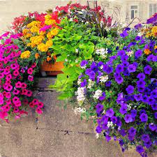 Windows Plants Garden Containers Container Plants
