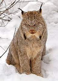 Interested in the bobcat spirit animal? Bobcat Wikipedia