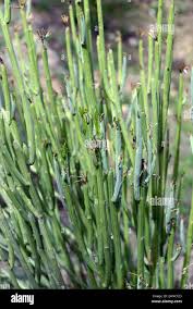 Image result for Kleinia longiflora