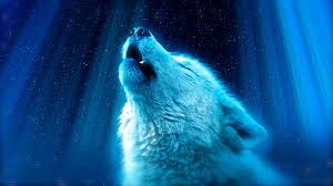 We did not find results for: White Wolf Howling 8k Wallpaper 4 572