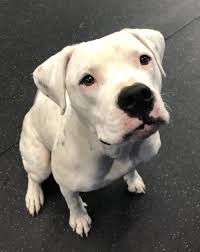 pin by sam johnson on beautiful dogs dog argentino dog breeds cute dogs breeds