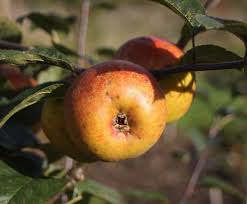 Bareroot trees and shrubs are ones which have been harvested when dormant and sold without soil around the roots. Tidicombe Seedling Apple Tree 20 00 Dessert Apples Mid Season Apple Trees And Fruit Trees For Sale Buy At Competitive Prices With Wholesale Discounts
