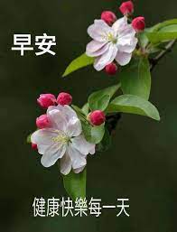 pin by sfp agnes on 早安花 good morning greetings good morning wishes good morning quotes