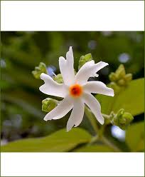 When the flowers open, they release a cloud of lovely scent. Night Jasmine Parijat Parijatak Harsingar