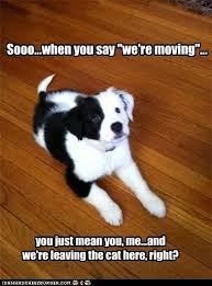 Untitled Collie Puppies Border Collie Puppies Funny Dogs