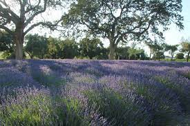Clairmont farms is a family owned and operated, working lavender farm. Clairmont Lavender Farms Posts Facebook