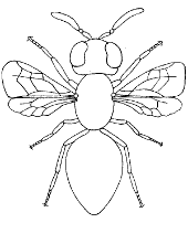 Nature is full of flying things, buzzing things and insects and bugs are some of those things. Insects Bugs Coloring Pages Topcoloringpages