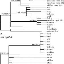 Image result for Vincetoxicum stenolobum