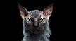 Lykoi Cat Breeders and Information - Kittens For Sale
