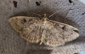 Image result for Anania perlucidalis