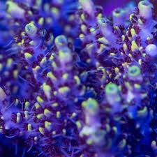 Image result for Cremaspora