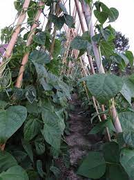 Kentucky wonder pole beans trellis. Plant Green Beans Up A Teepee Trellis Finegardening
