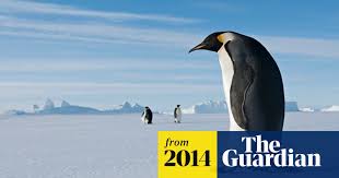 Penguins make their first appearance in the original animated short, wherein pen (known as finn in the main series) and jake use them as snowboards. Giant Penguin Fossil Shows Bird Was Taller Than Most Humans Fossils The Guardian