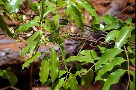 Image result for Landolphia kirkii