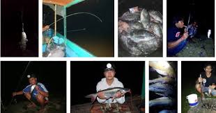 Meskipun jumlah telurnya relatif sedikit, namun frekuensi pemijahan ikan nila cukup sering. Cara Mancing Ikan Di Waduk Malam Hari Biar Dapat Banyak