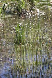 Image result for Eriocaulon bongense