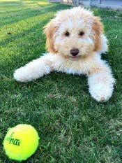 Find labradoodle dogs and puppies from south carolina breeders. Australian Labradoodle Breeder Labradoodle Puppies In South Carolina For Sale Georgia North Carolina Sc