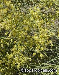 Image result for Parkinsonia africana