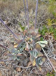 Image result for Crassulaceae