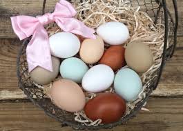 a guide to different colored chicken eggs backyard poultry