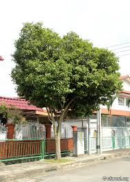 Image result for Mimusops elengi