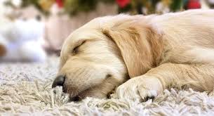 The english golden is such an amazing breed. Baby Golden Retriever Facts And Fun About Golden Pups