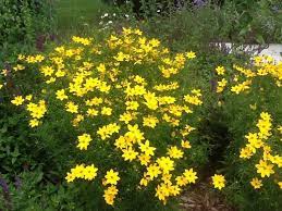 Threadleaf Coreopsis Coreopsis Verticillata This Looks Like Moonbeam Coreopsis You Ll Be Able To Confirm The Ident Coreopsis Moonbeam Yellow Flowers Plants
