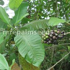 Image result for Argyrolobium fischeri