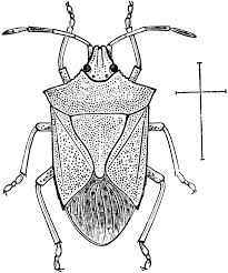 100% free insect coloring pages. Black And White Bug Coloring Pages Stink Bug Viyruj Clipart Printable Coloring4free Coloring4free Com