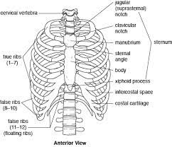 Human rib cage anatomy diagram including anterior and right lateral view all bones surface sternum vertebra vertebral column sternal end cartilage xiphoid process science chest education infographic for medical science. Figure Rib Cage Anatomy Human Rib Cage Human Ribs