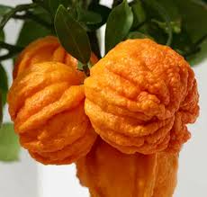 Image result for Citrus × aurantium