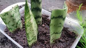 Selain mencantikkan rumah anda, pokok lidah jin juga berfungsi sebagai pembekal oksigen dalam rumah. Cara Tanam Pokok Sansevieria Menanam Pokok Lidah Jin Snake Plant Youtube