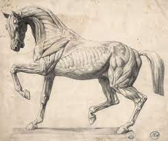 Maybe you would like to learn more about one of these? Anatomy Art Animal Drawings Horse Sculpture