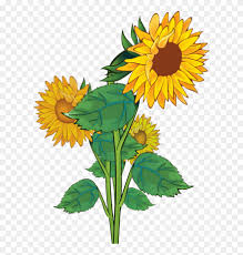 Free Free 95 Outline Free Sunflower Clipart SVG PNG EPS DXF File