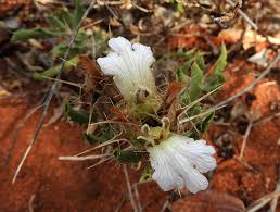 Image result for Blepharis diversispina