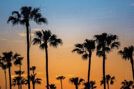 Washingtonia filifera, also known as desert fan palm, california fan palm, or california palm, is a flowering plant in the palm family (arecaceae) native to the far southwestern united states and baja california. Silhouetted Palm Trees In Golden Sunset Encinitas California Usa Stock Photo Dissolve