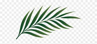 Branches decoration clip art #13832793. Leafy Branch Clip Art Palm Tree Leaf Clipart Free Transparent Png Clipart Images Download