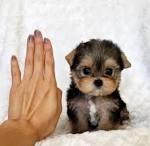 Yorkshire Terrier (Yorkie) Puppies For Sale - AKC PuppyFinder