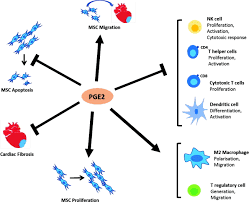108 110 arachidonic acid is the precursor substrate for cyclooxygenase leading to the production of prostaglandins f, d, and e. Role Of Prostaglandin E2 In Allogeneic Mesenchymal Stem Cell Therapy For Cardiac Repair