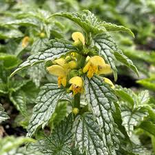 Image result for Lamium galeobdolon