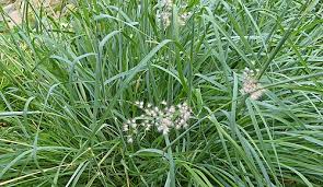 Image result for Melinis nerviglumis