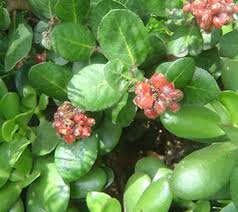 Image result for Artabotrys stolzii