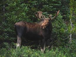 Born october 3, 1987 as kerri flett) is a canadian curler from camp morton, manitoba, in the rural municipality of gimli. Moose Alces Americanus Wildlife Journal Junior