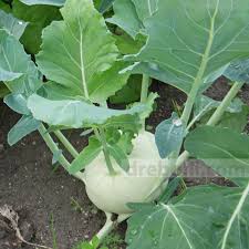 (устар) автобус старой конструкции © mcv; Alabash Semena Drebolii Com